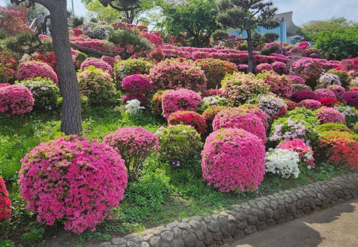 なぎさ公園で見頃のつつじを楽しみました（画像1）