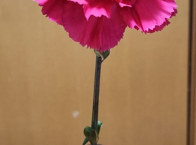 母の日に届いたカーネーションと家族の気持ち（画像1）