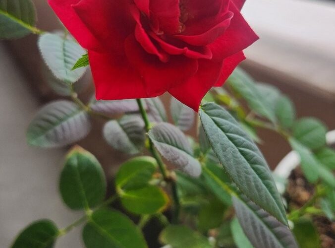 春に買ったミニ薔薇が咲きました（画像1）