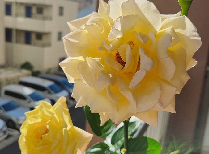楽しみにしていたベランダの薔薇が開花（画像1）